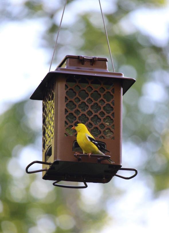More Birds Bronze Metal Hopper Sunflower Bird Feeder with Push-Button Top, 3.6 lb. capacity